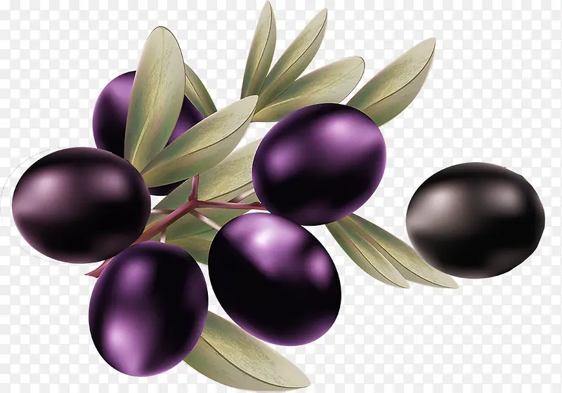 紫色油橄榄素材