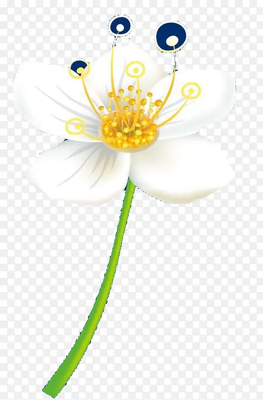 一朵白兰花