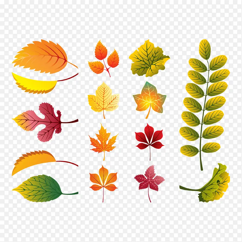 矢量图秋天的树叶