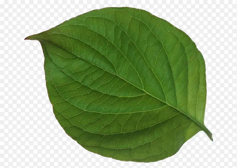 树叶 各种树叶