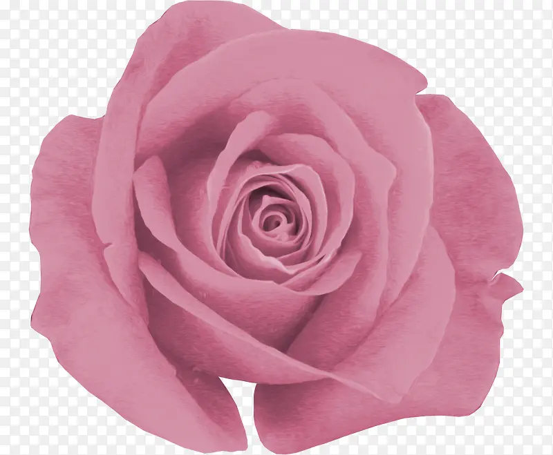 粉色  装饰 花朵 背景 元素