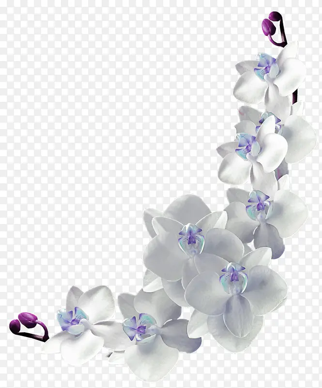 白色清新花藤装饰图案