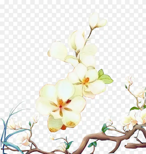 手绘淡雅白玉兰