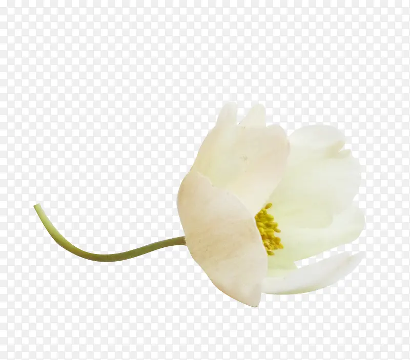 白色清新花卉