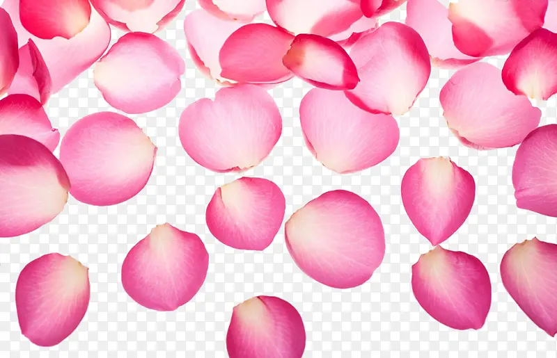 精美粉色玫瑰花瓣