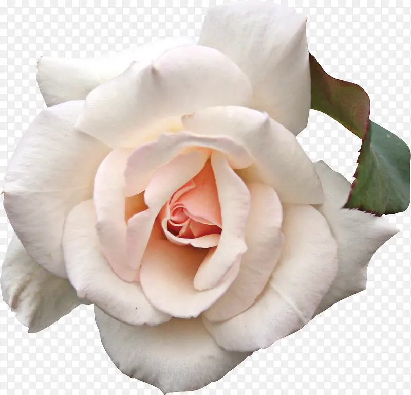 白色玫瑰花卉