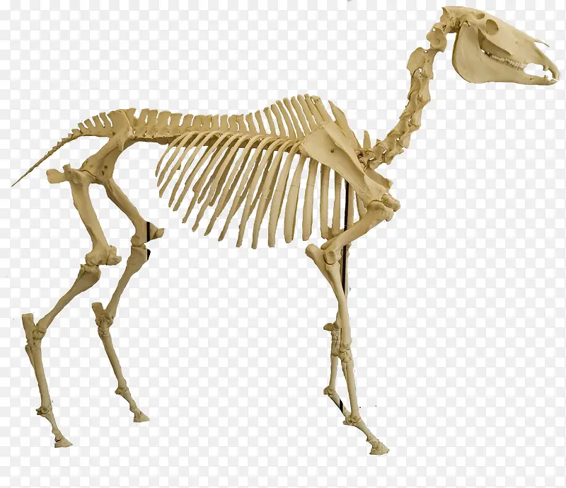 动物骨骼