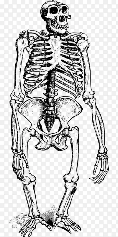 黑色简单猩猩动物骨头骨骼骨架