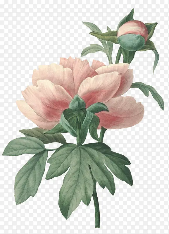 高清老式手绘鲜花花卉素材16