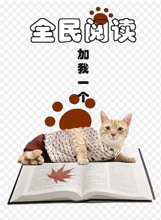 猫咪的阅读