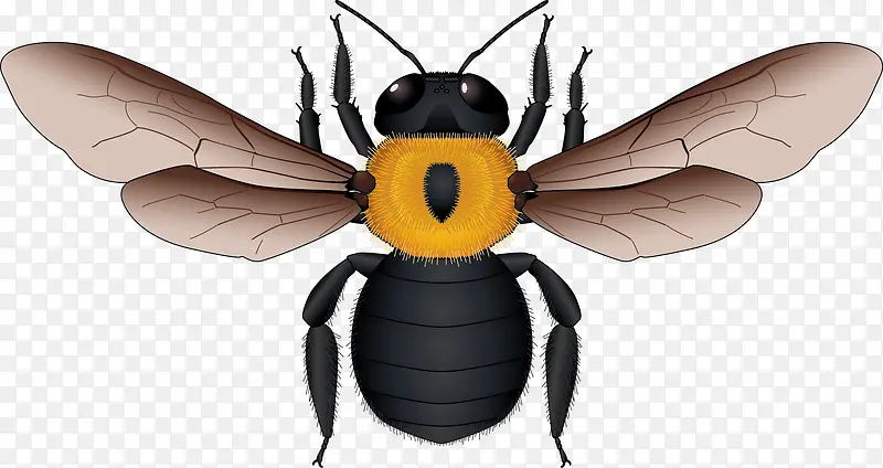 黄黑相间蜜蜂矢量素材