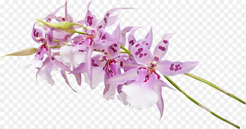 紫色兰花花枝