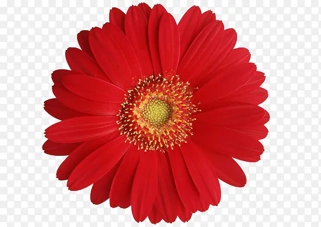 一朵大红菊花
