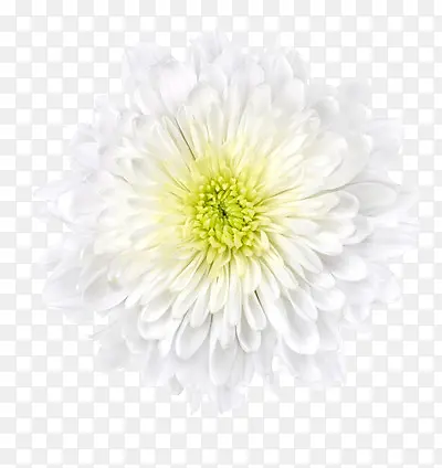 一朵盛开的白色菊花
