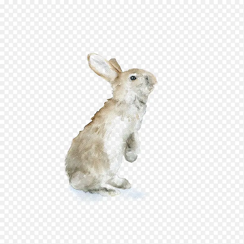 手绘的兔子效果图