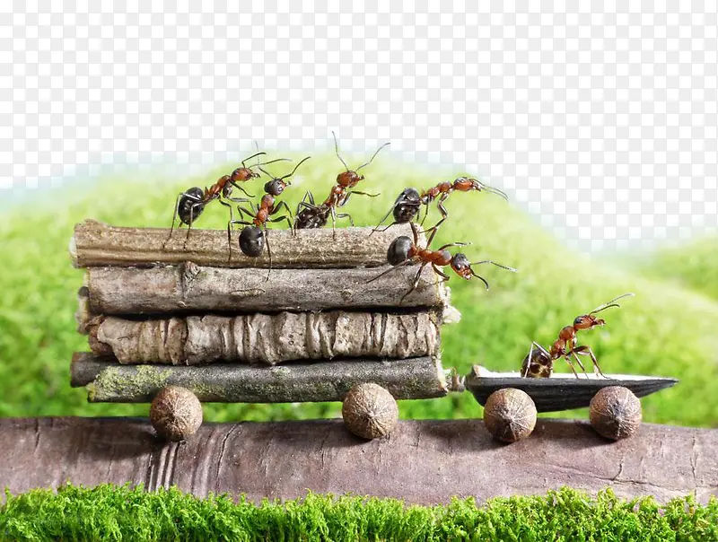蚂蚁搬东西