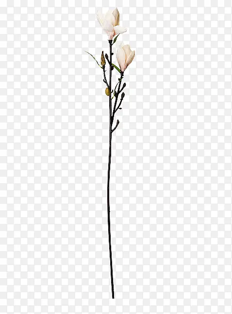 玉兰花花苞装饰