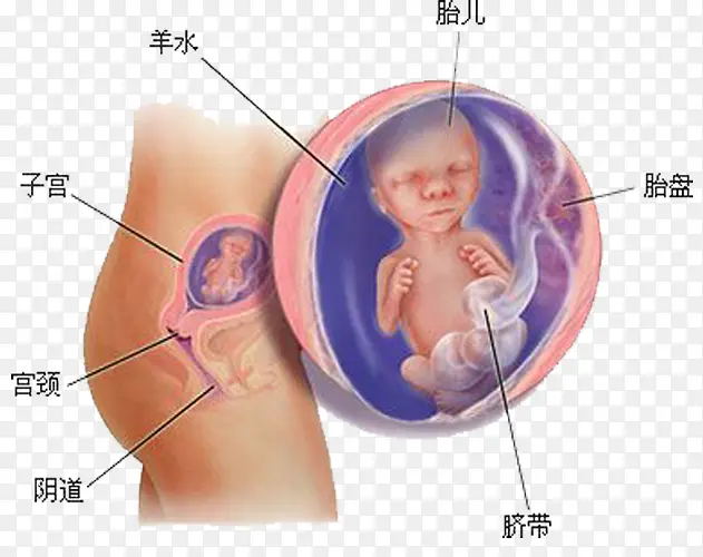 孕育胎儿