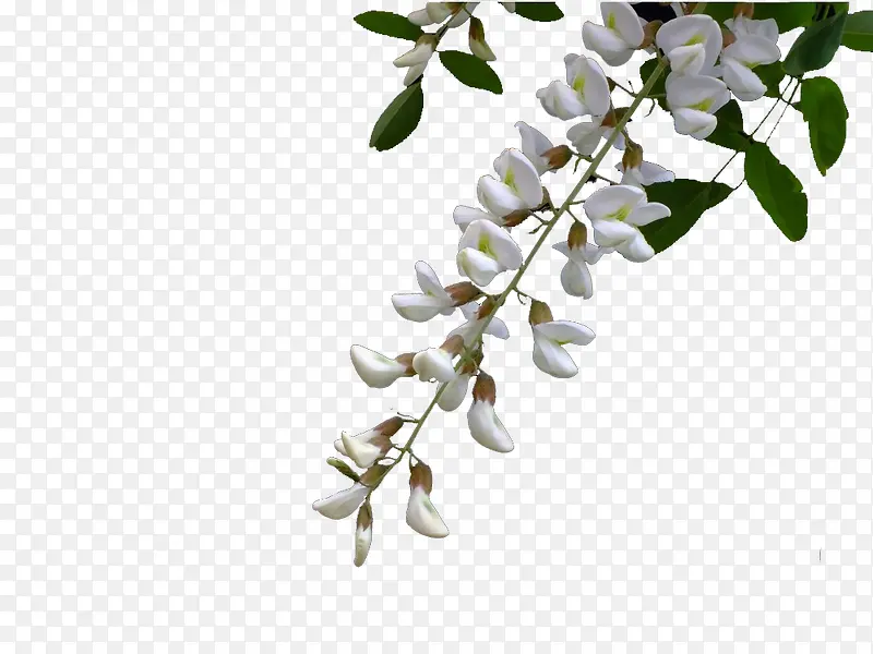 白色洋槐花簇