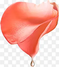 新鲜花瓣露珠节日