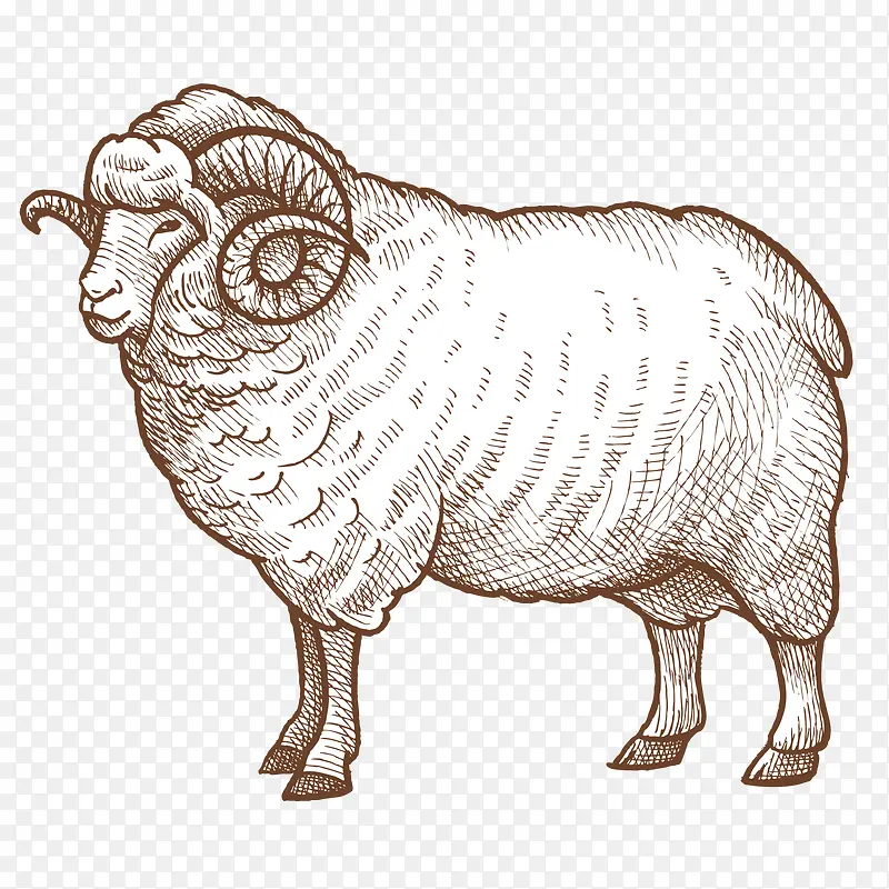 手绘写实线描羊图案