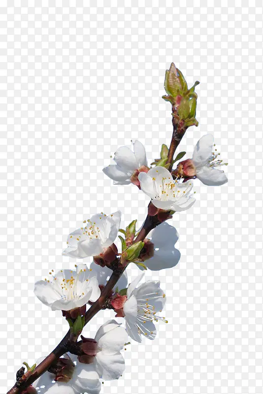 白色樱花枝
