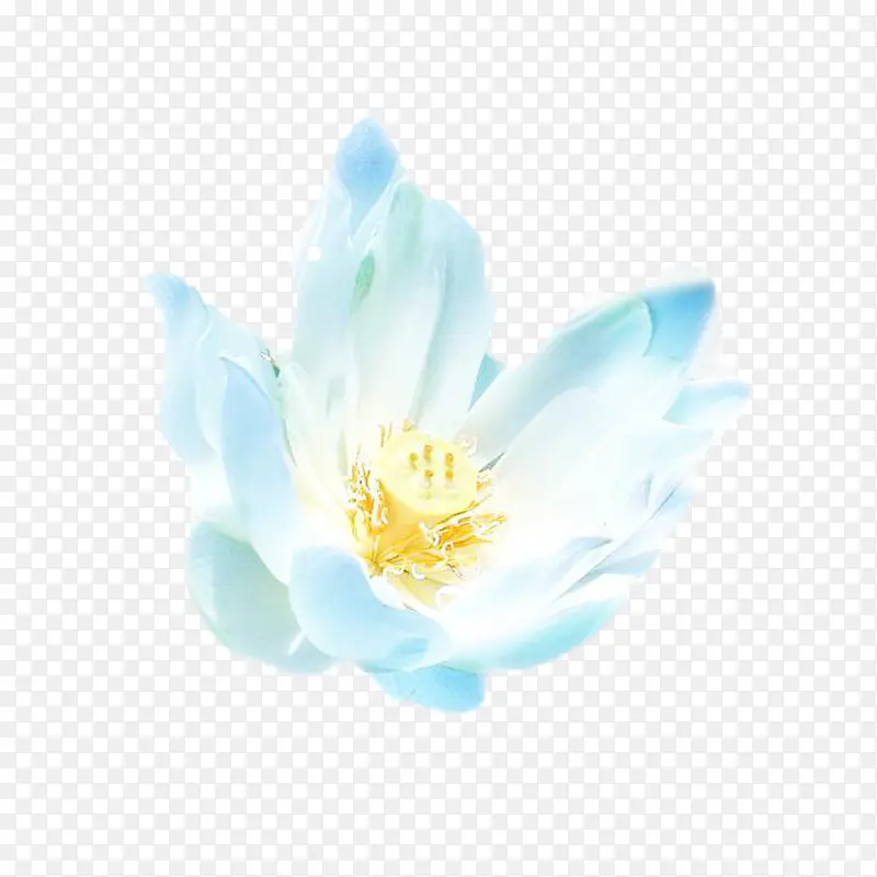冰蓝荷花图片素材