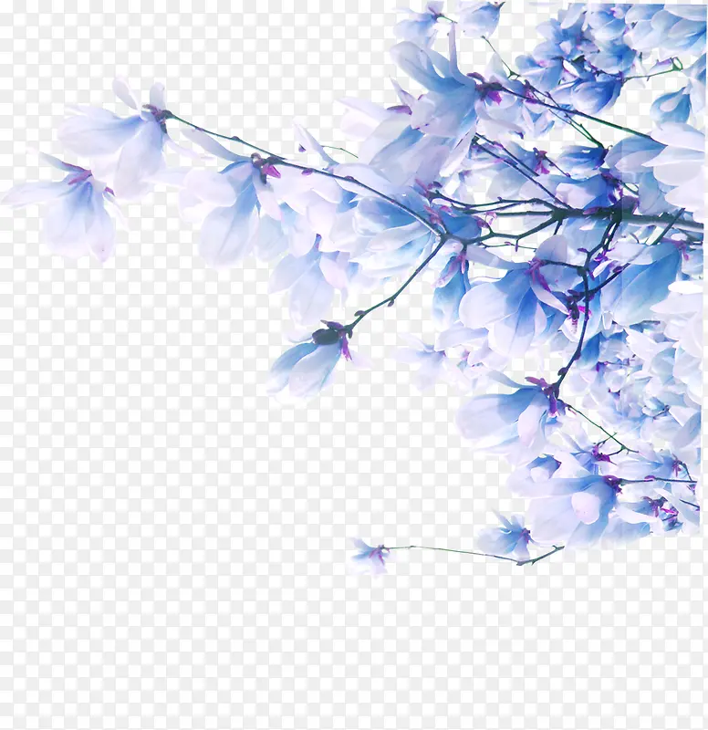 花枝装饰图案iconpng图标