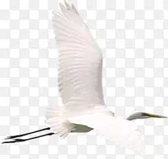 白色古典仙鹤飞行