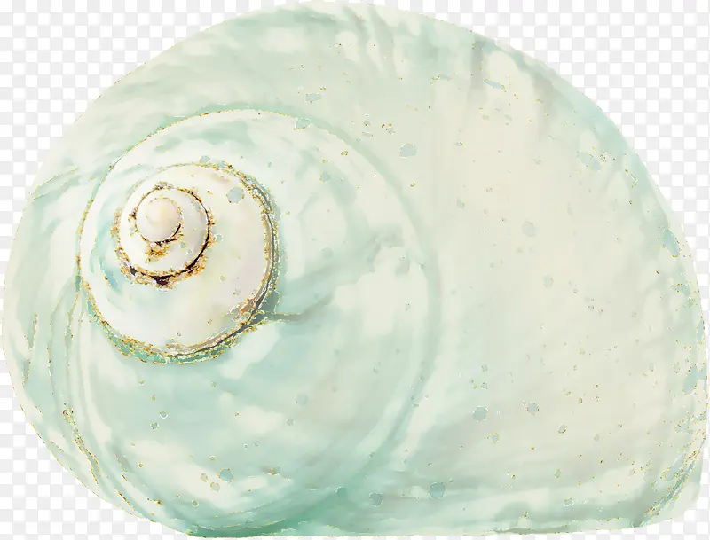 蓝色纹理海螺