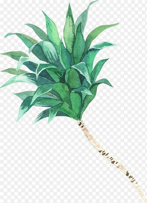 手绘水彩一株绿色植物