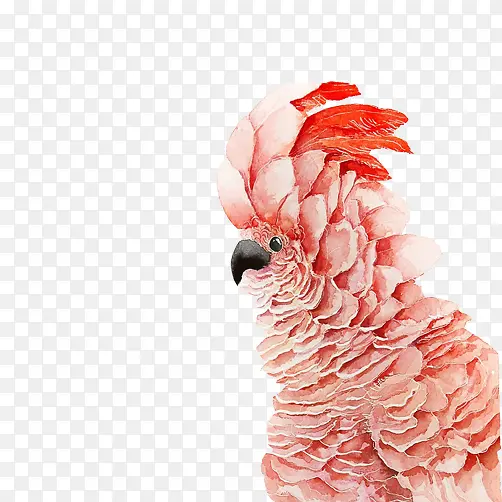 高冠鹦鹉水彩素材图片