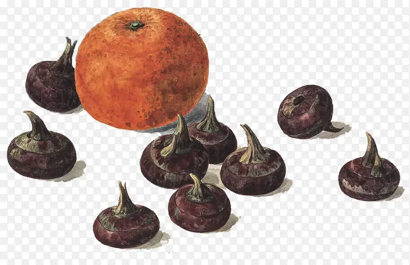 柑橙和孛荠手绘画作
