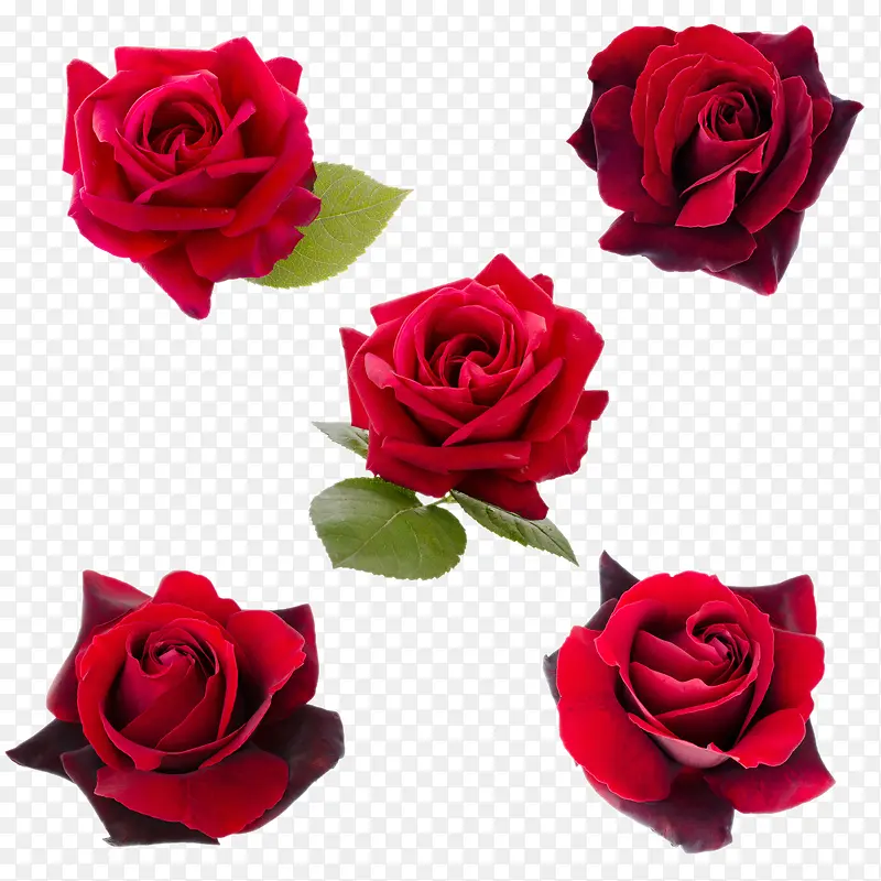 红色玫瑰花鲜花特写