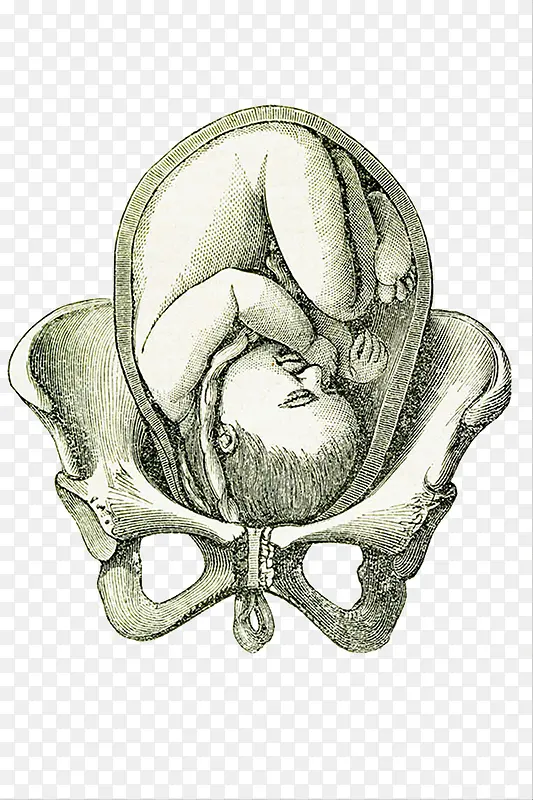 手绘插图孕妇骨盆关节