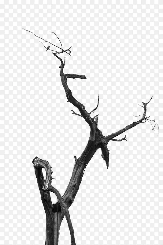 枯木树枝