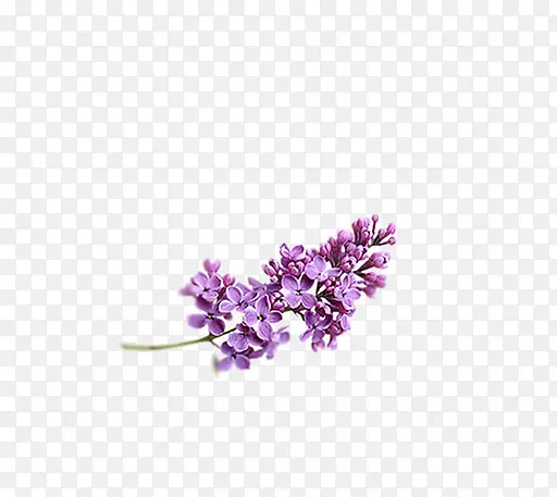 紫色盛开的薰衣草