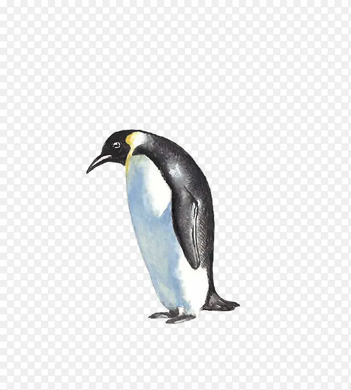 插画一只企鹅