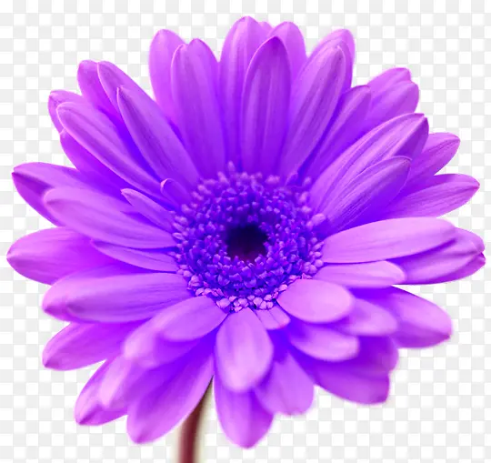 紫色盛开的菊花花朵