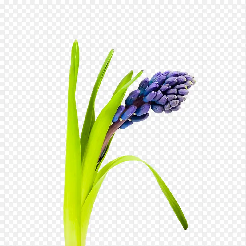 紫色风信子花