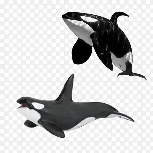 虎鲸模型