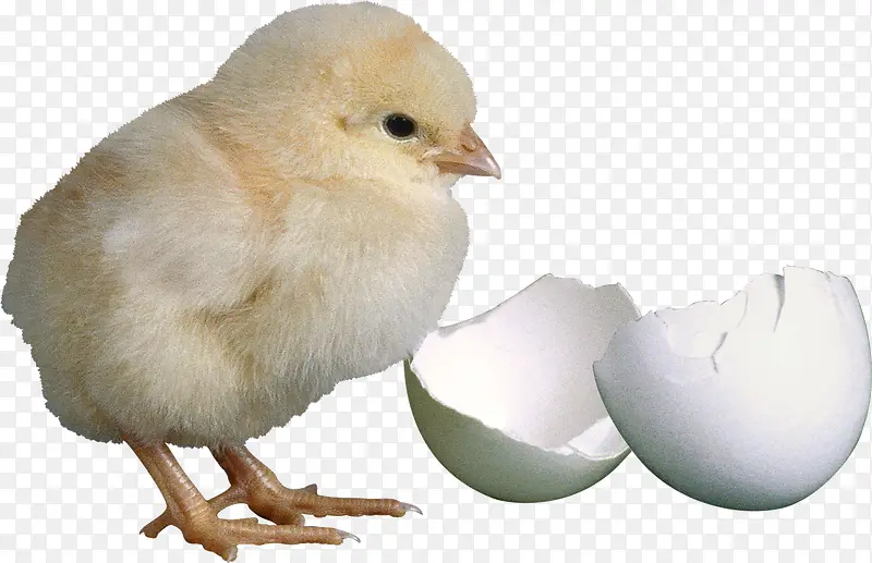 小鸡与蛋壳