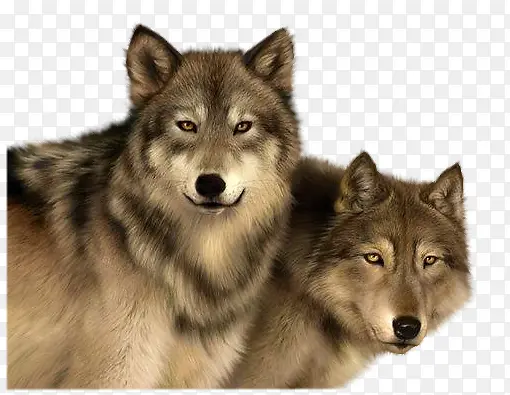 两匹狼