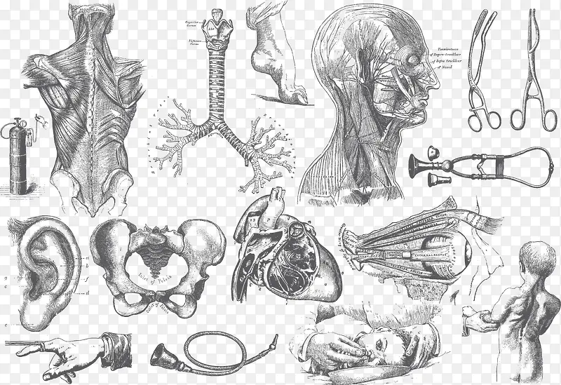 手绘人体器官
