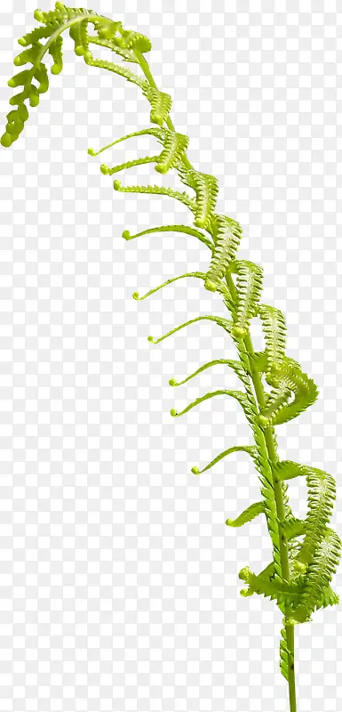 绿色缠绕设计植物