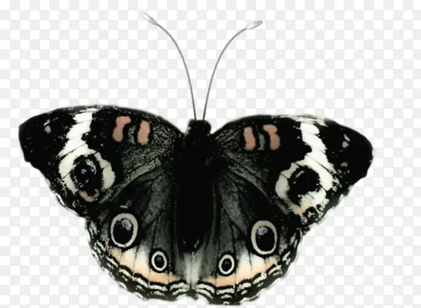 黑色斑点蝴蝶