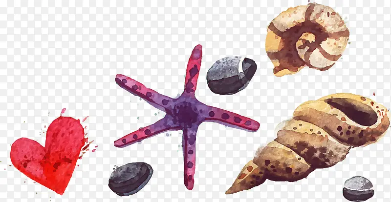 海星海螺贝壳PNG矢量元素
