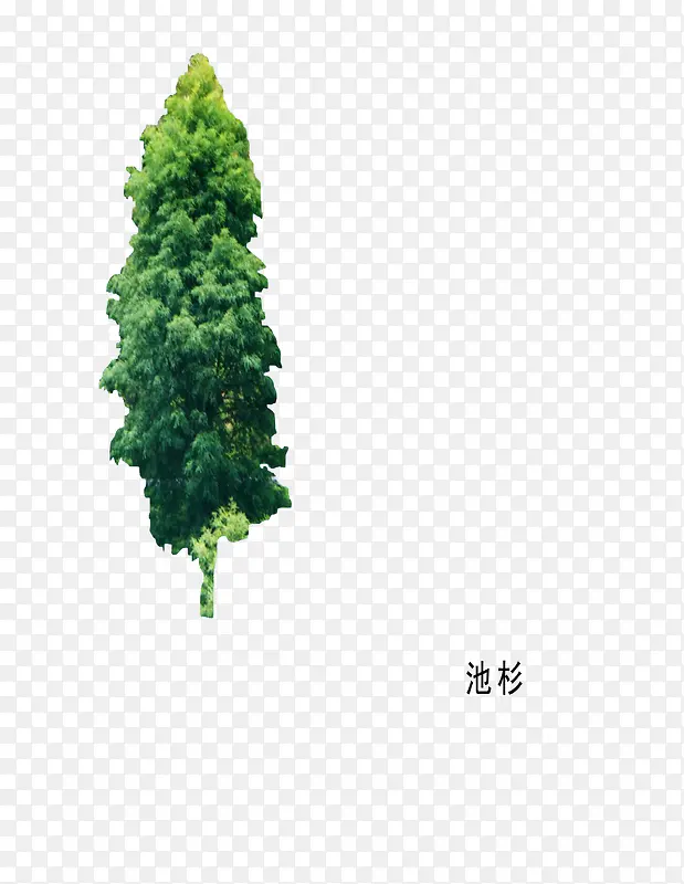木本植物