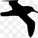 海鸥鸟的轮廓