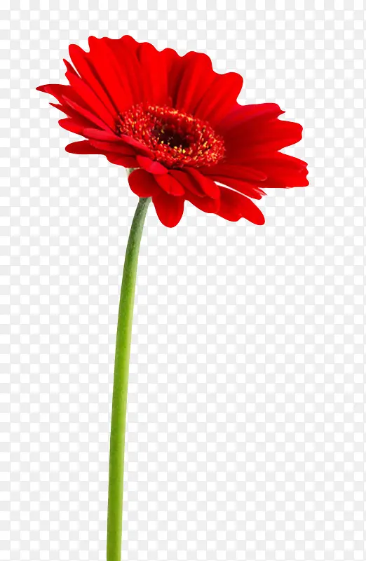 红色有观赏性带花梗的一朵大花实